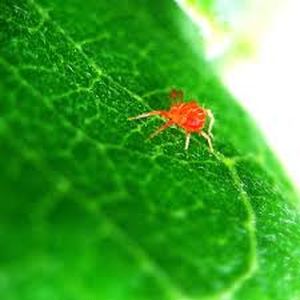 uploads/images/pest/red spider mite jasmine.jpg